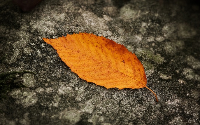 Chiec la cuoi cung O'Henry Autumn-leaves-autumn